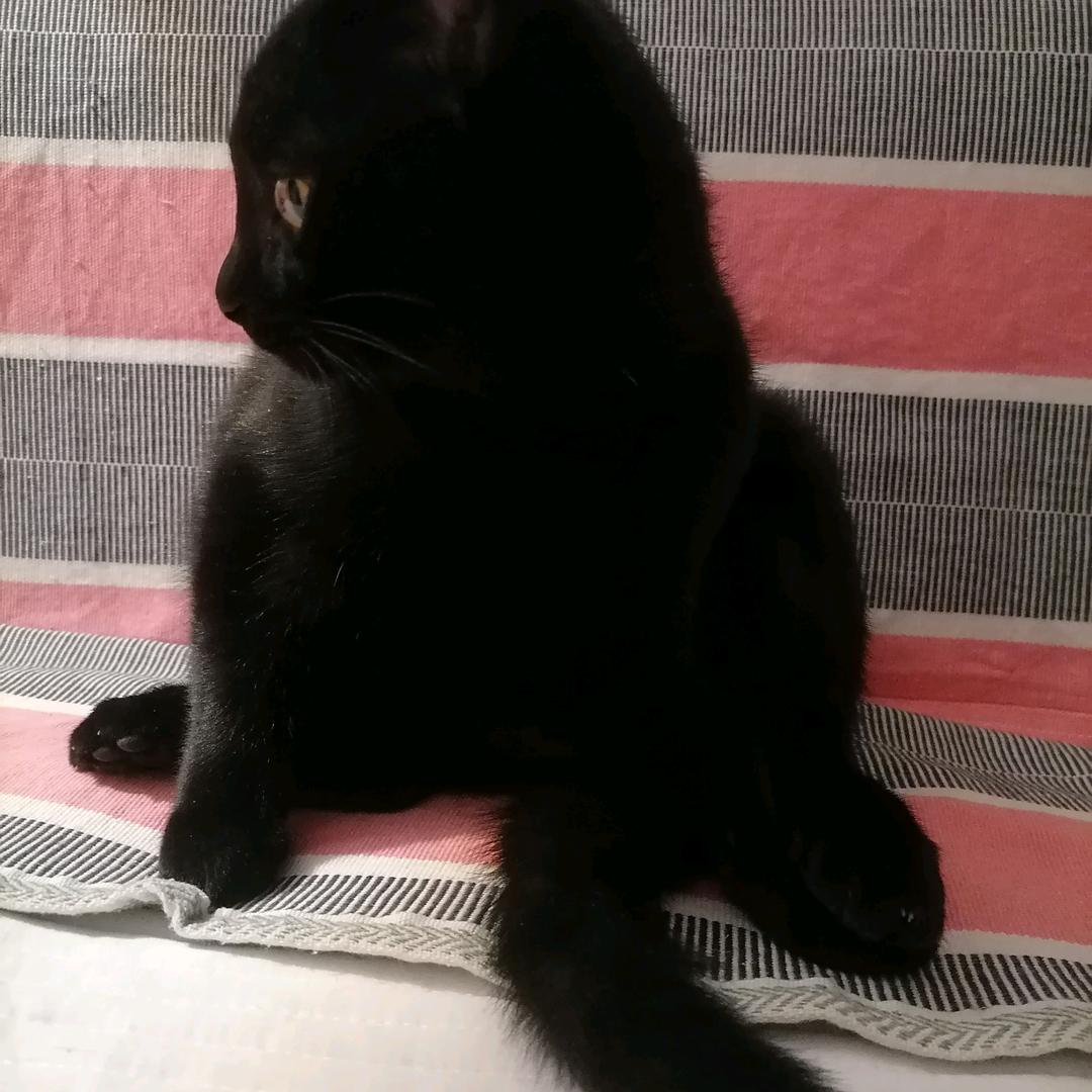 ✨🌙