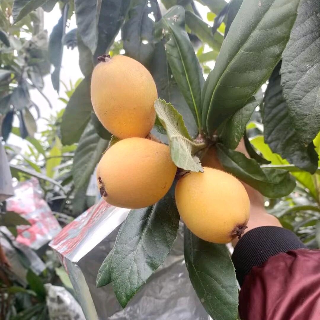莆田郑宗枇杷