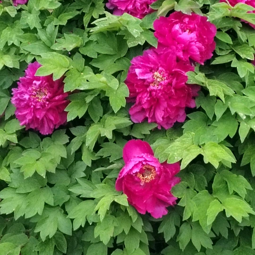 听松客