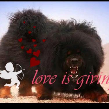 L 💞晓藏獒🍼🍼🍼