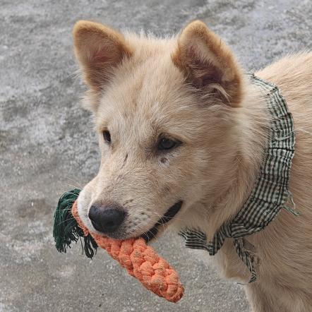 中狗老弟爱赤石