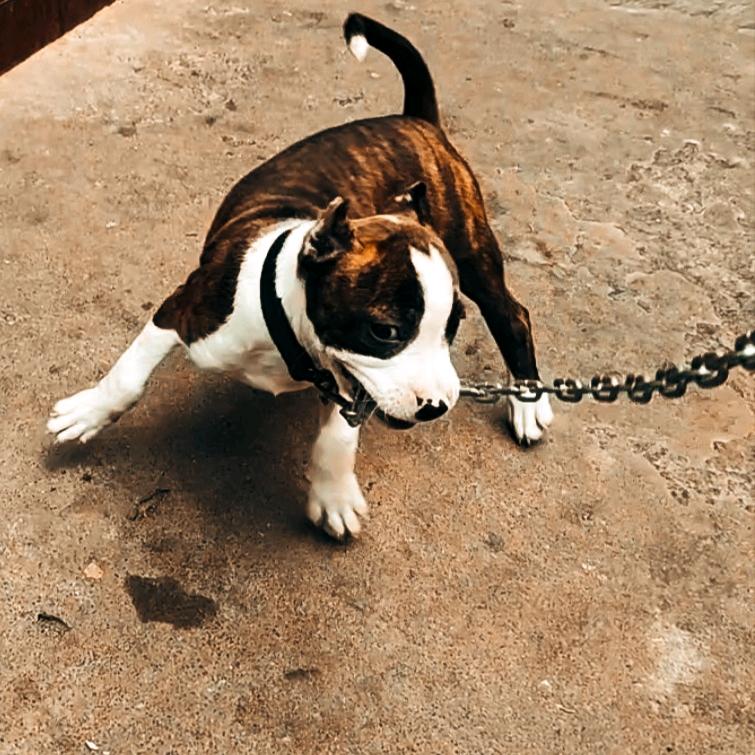 逗逗🐶斯塔福