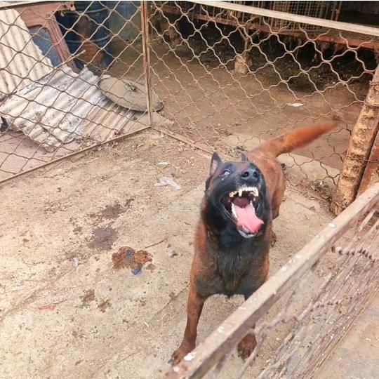 滕州（爆红马犬）养殖