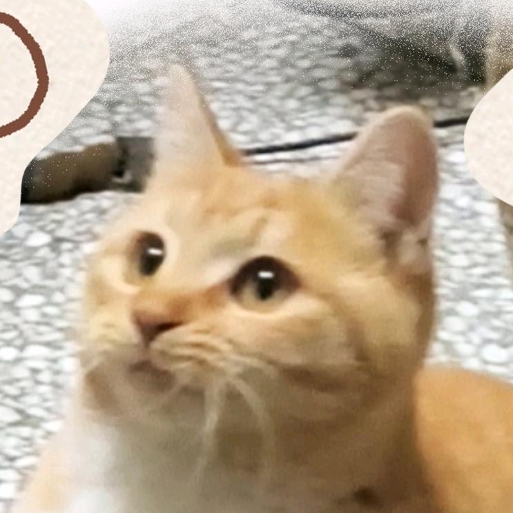鸡腿日志头像
