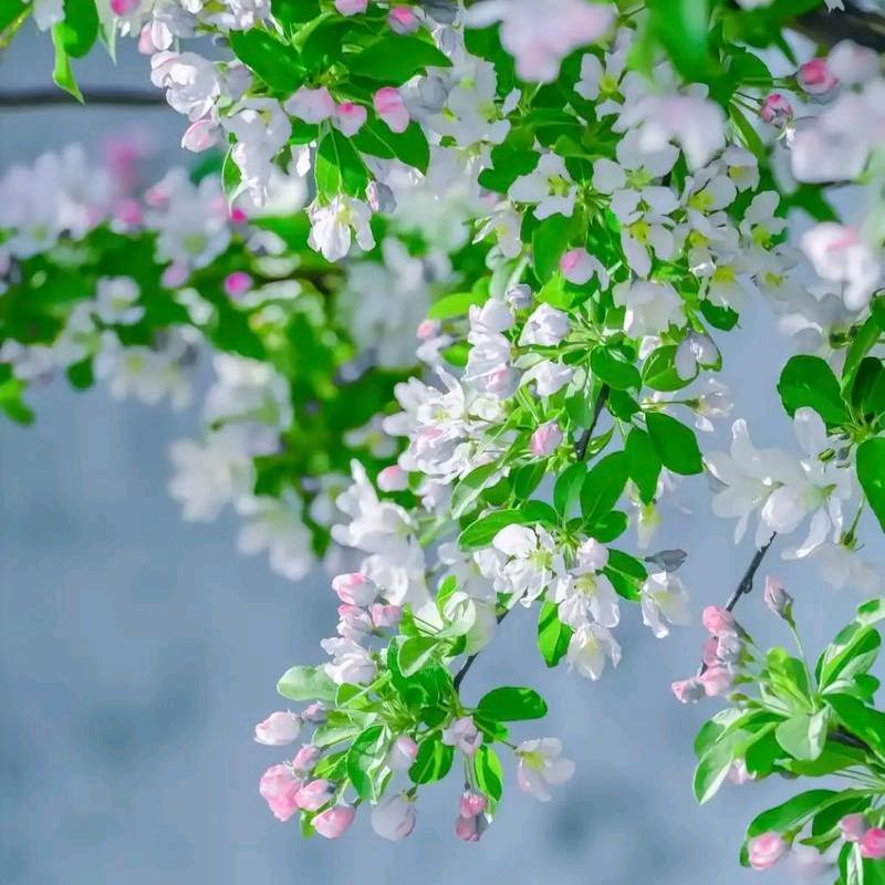 枝繁叶茂