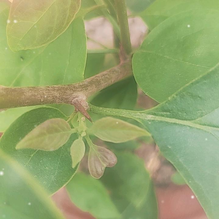 .听风观月