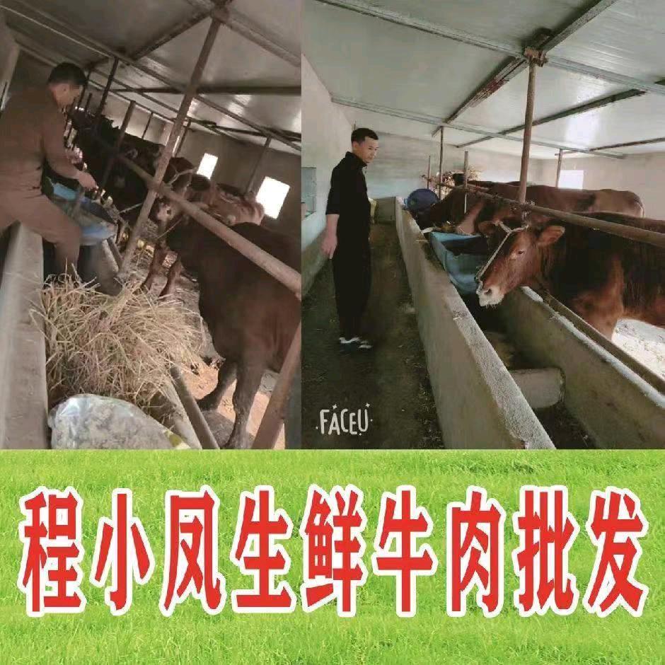 犟种牛肉《程小凤本色牛肉》