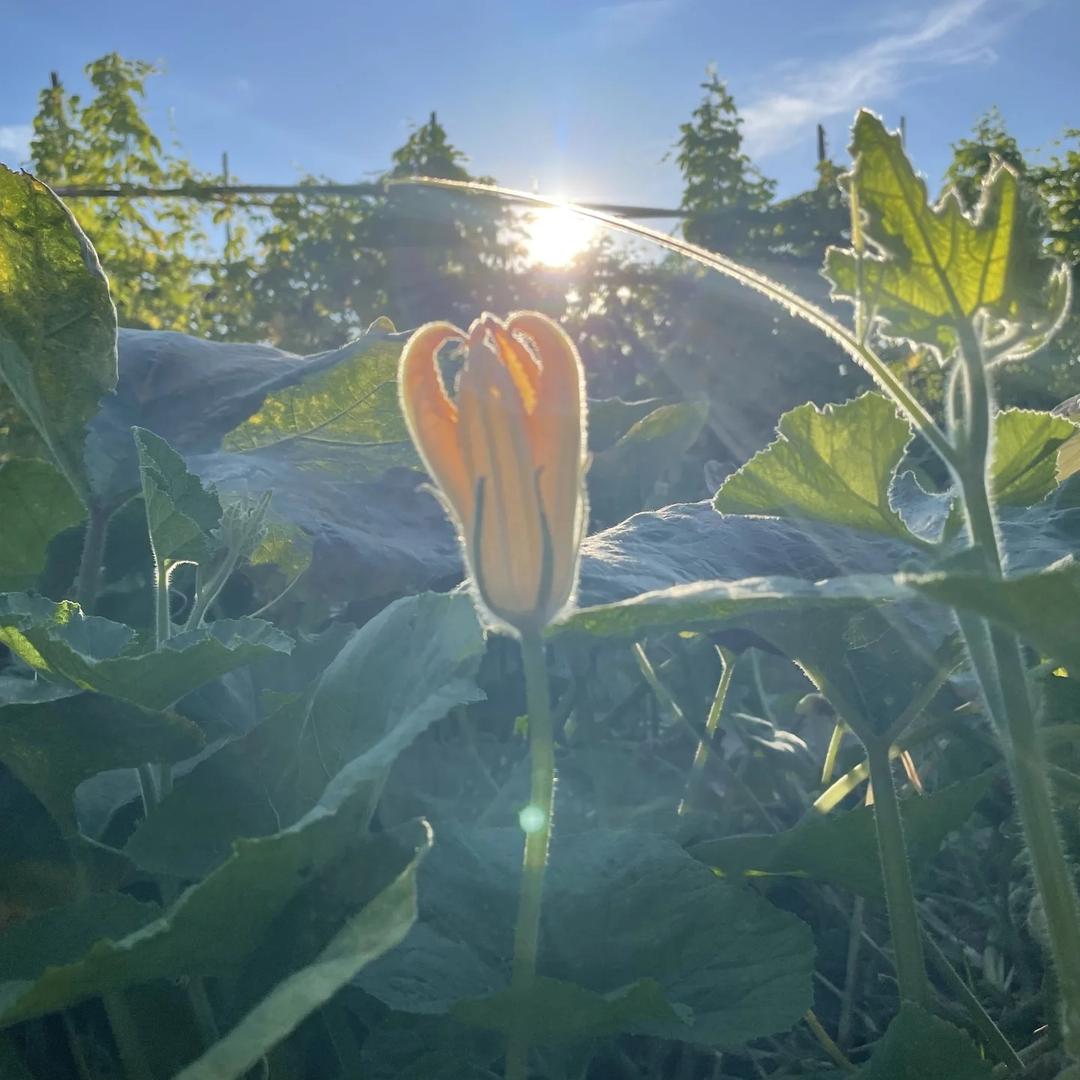 🌱微尘