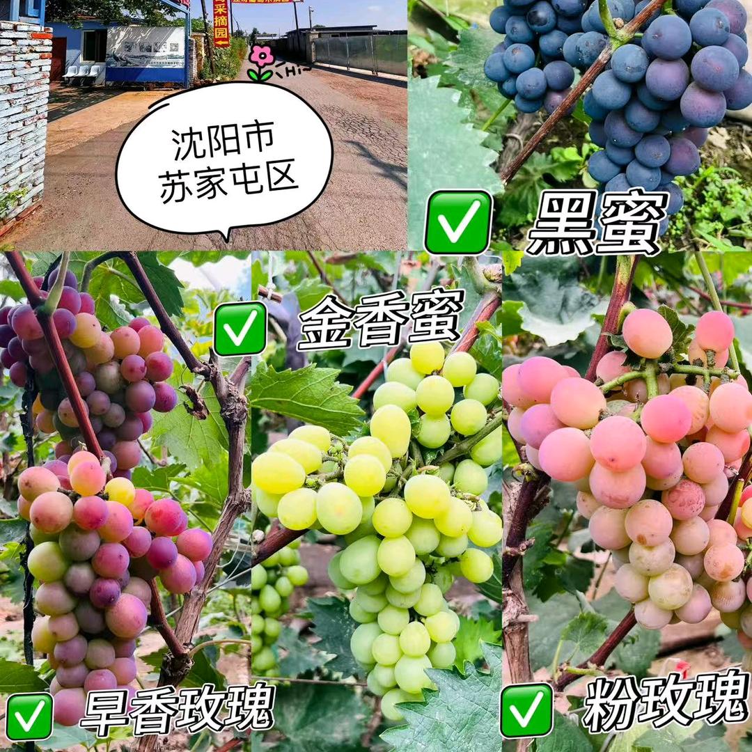 强哥葡萄采摘园