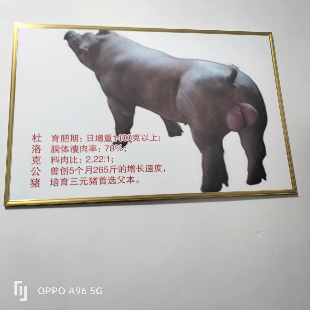 种猪刘姐
