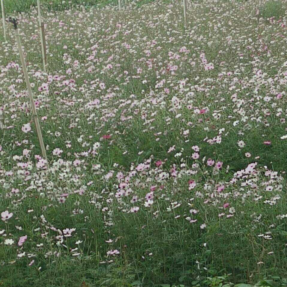 霸道总裁斧头儿哥🎉