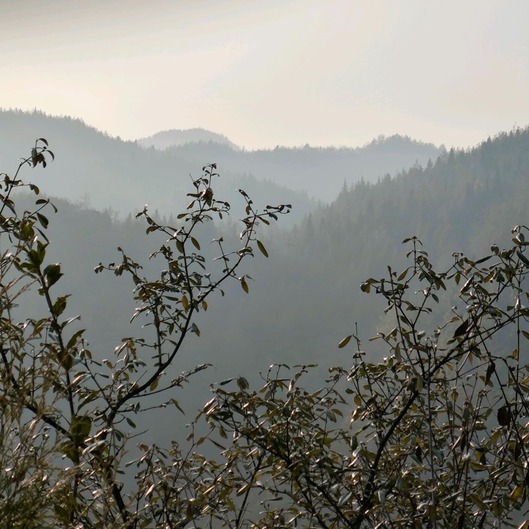 梦枝蓝，酒醉鸿人