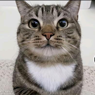 小脑斧🐱