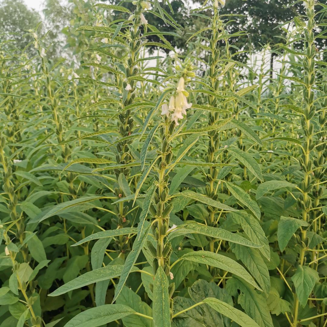 初心不改，始终如一