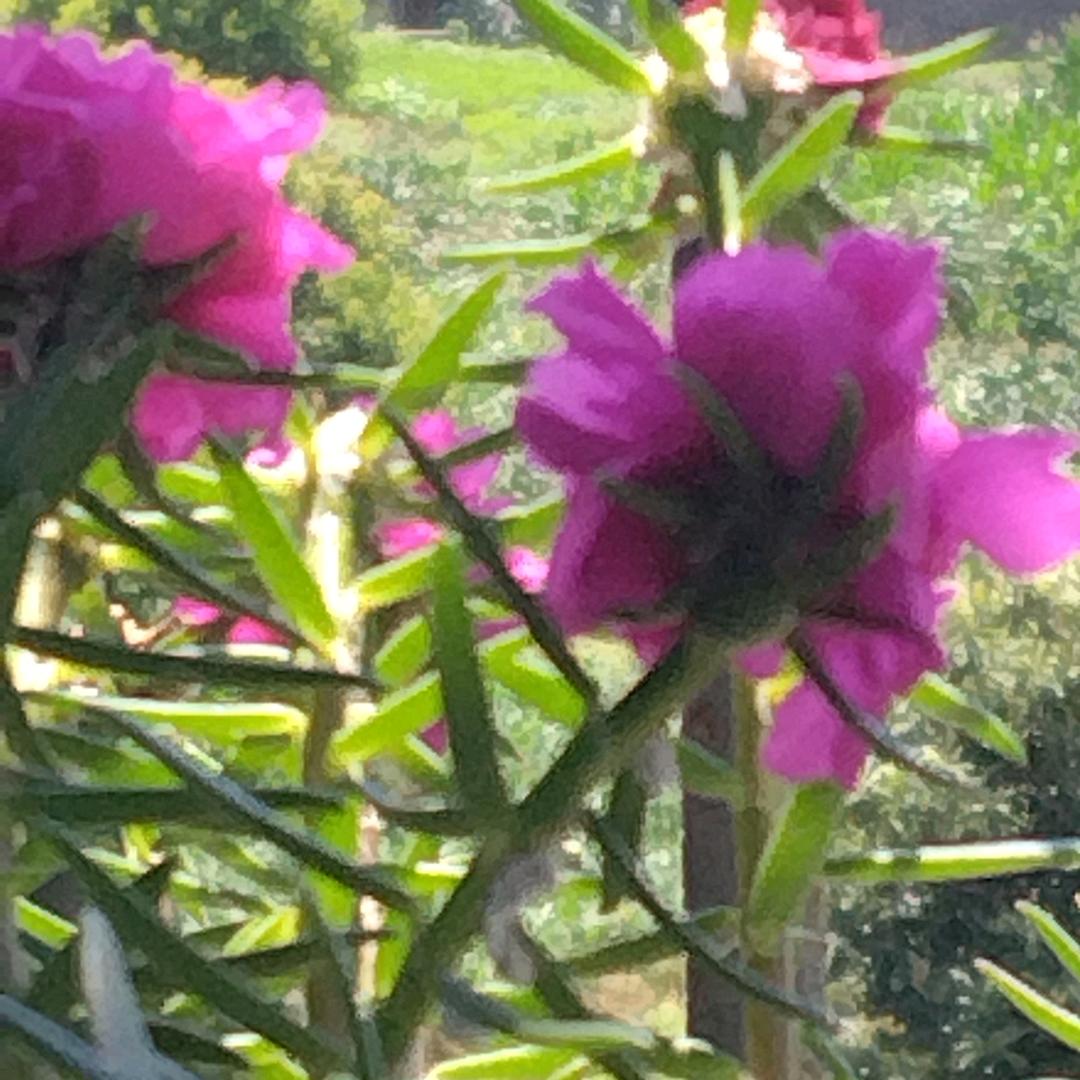 用户9907013405268花香满园