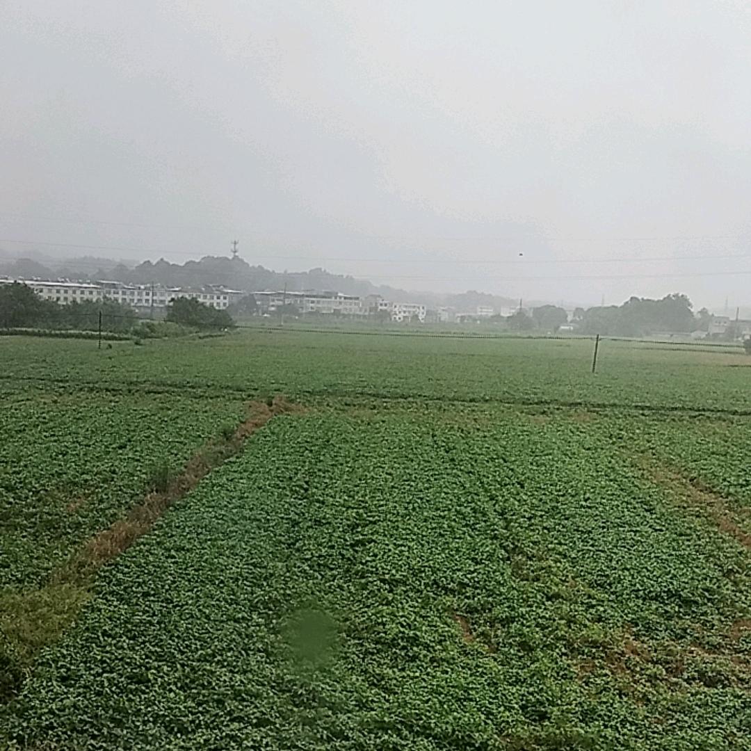 风雨行走