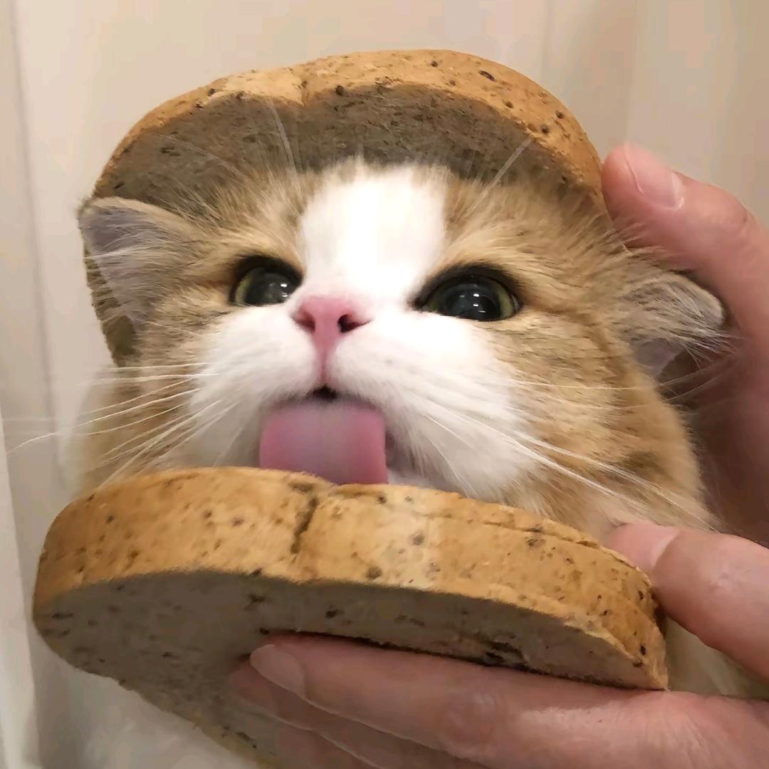 ◍⁰ᯅ⁰◍