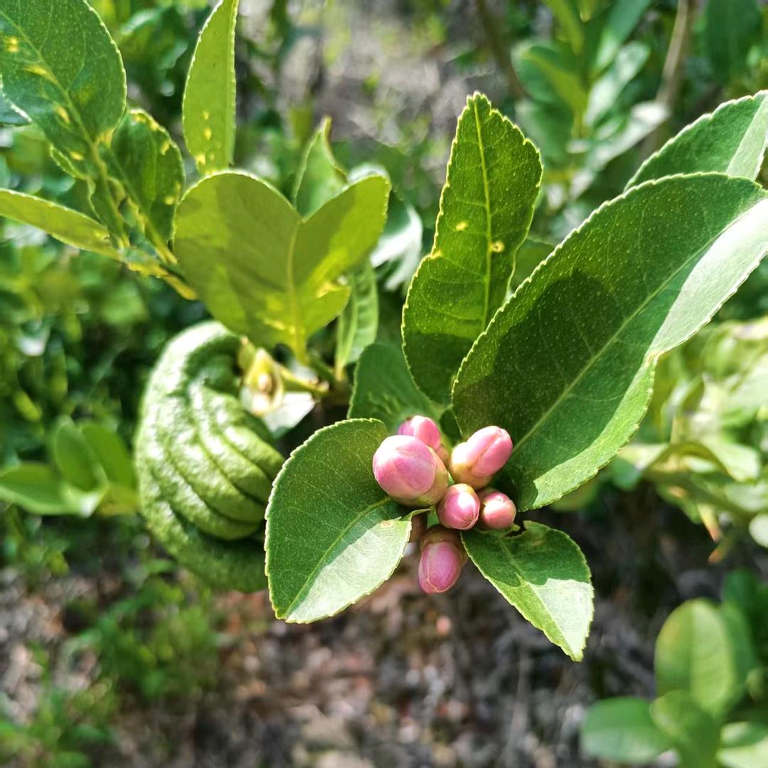 乐山蜀景苑川佛手基地