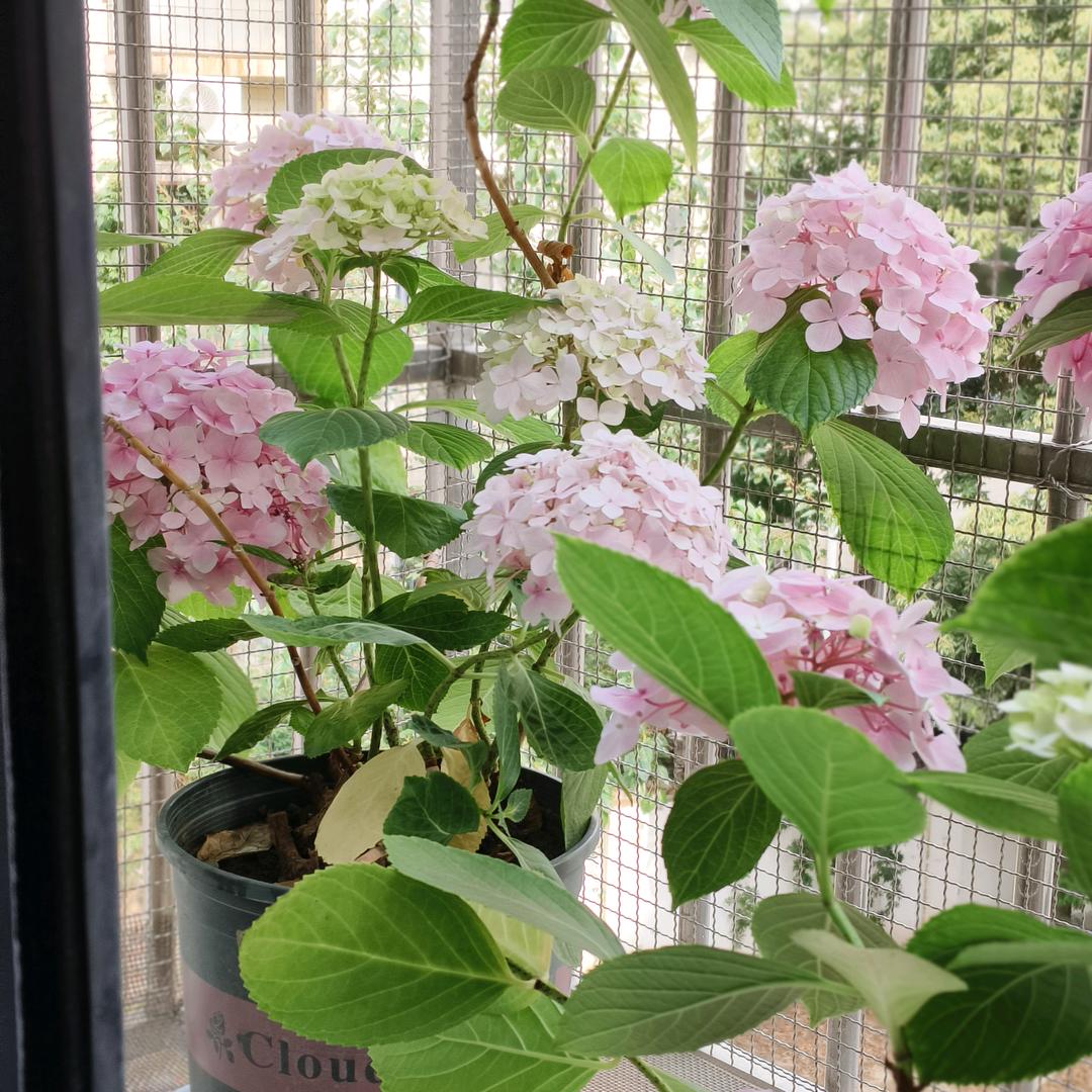 小竹子