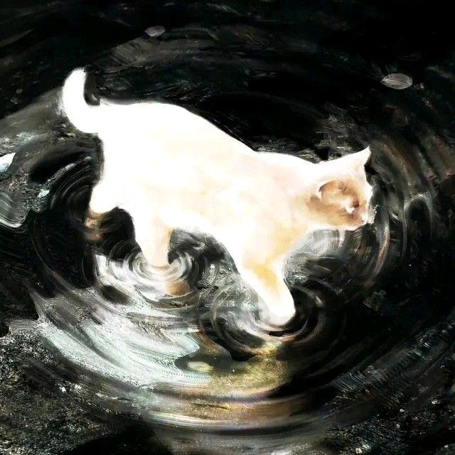 水白猫