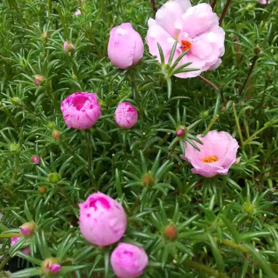 鑫姐首播（1：10分开播）