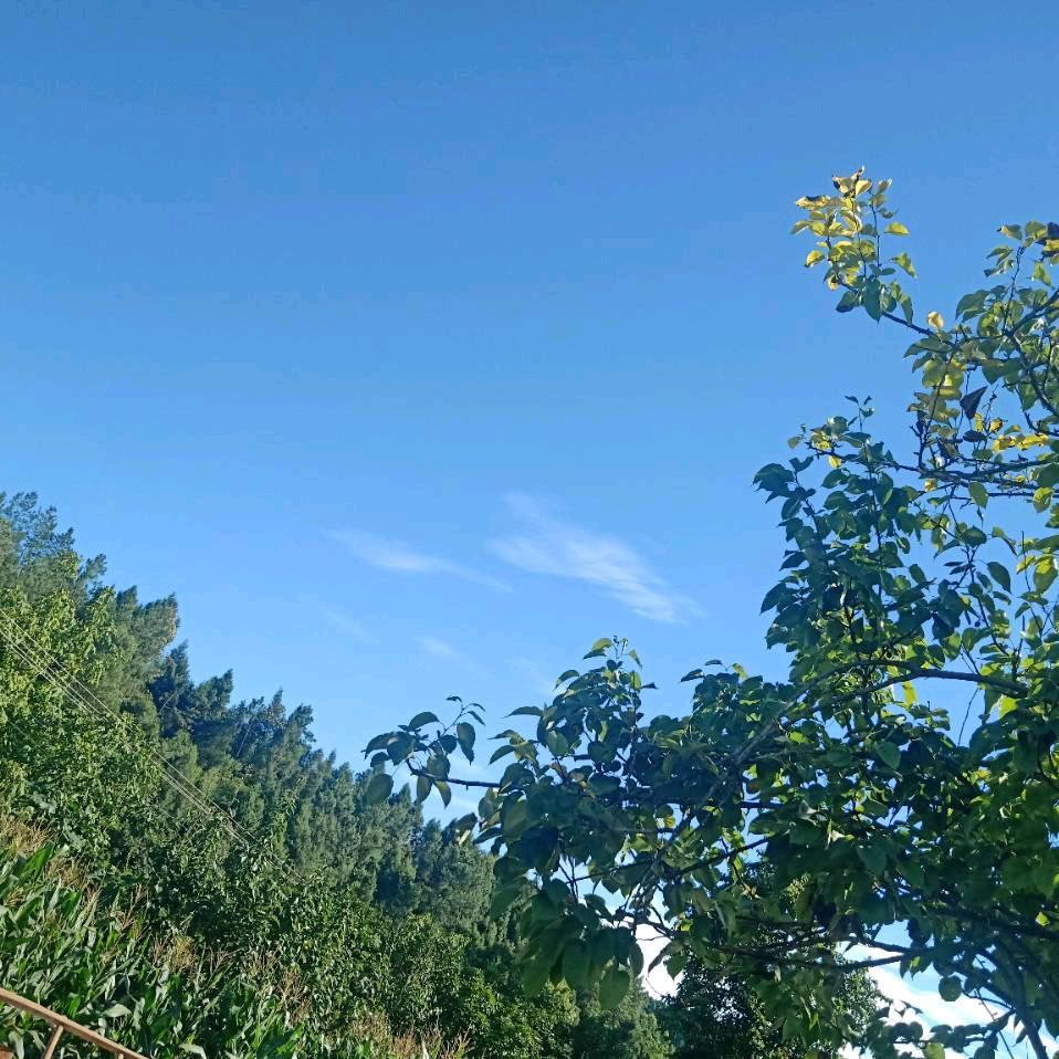 老头子一个