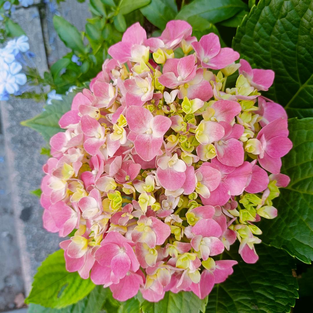 加油