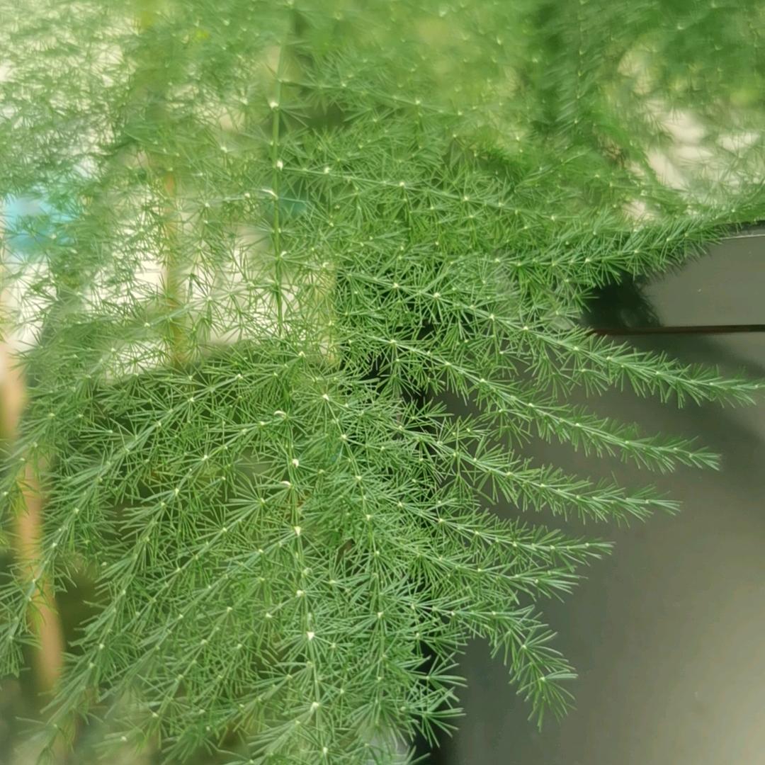 可可男士大刀修面