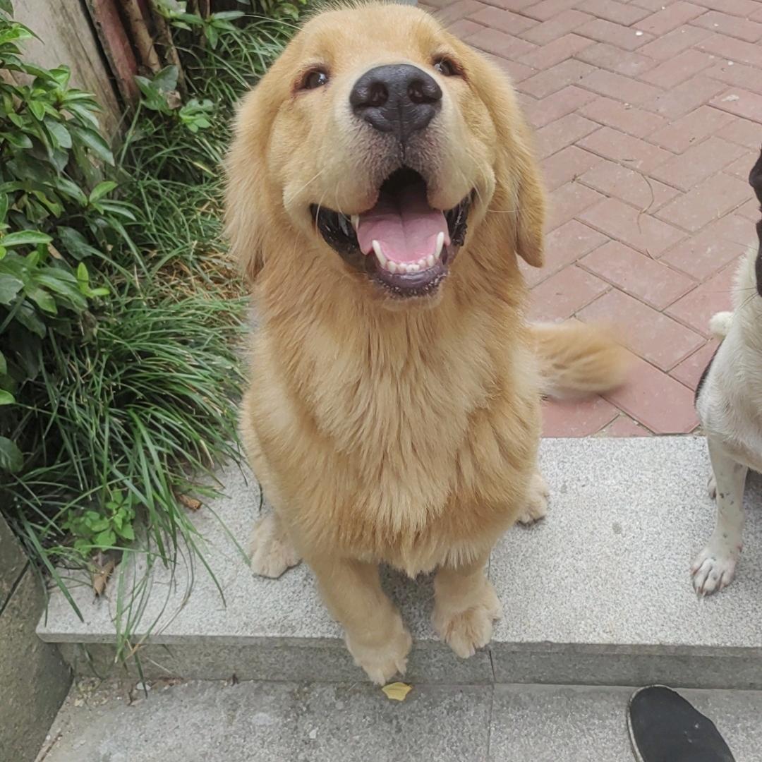 有个金毛叫太子