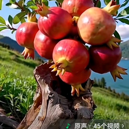 二班社员《回族》