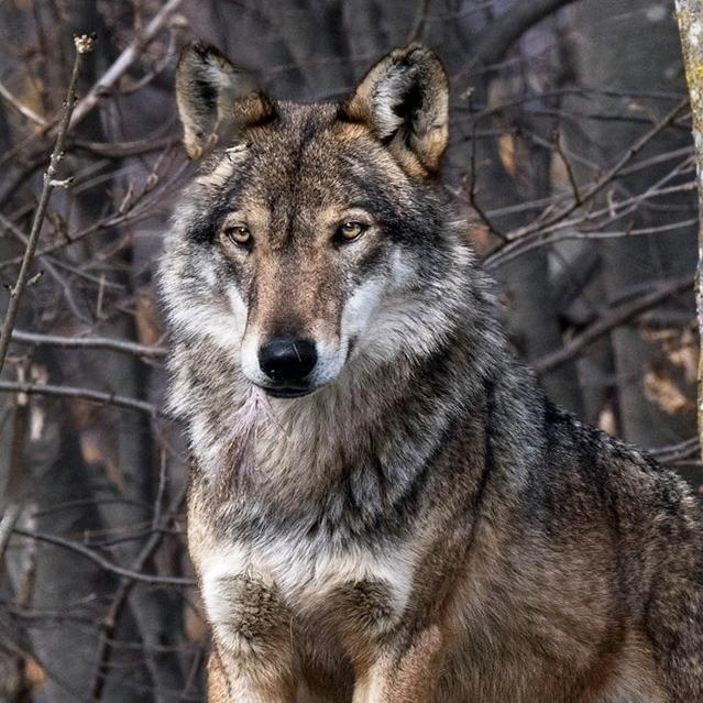 炮火连天我源哥