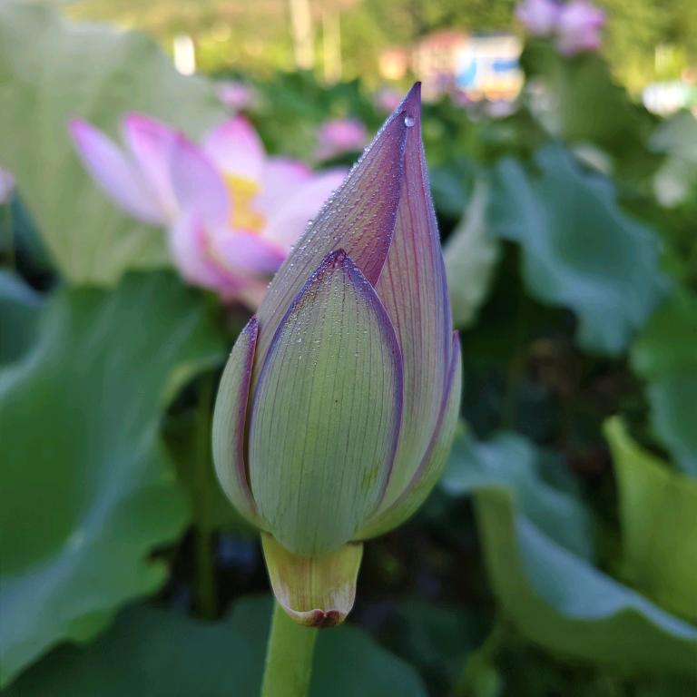 莲农老表农副产品