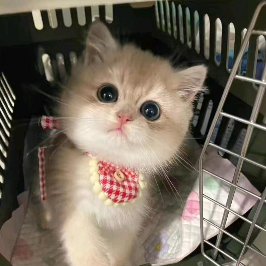 屋顶的猫