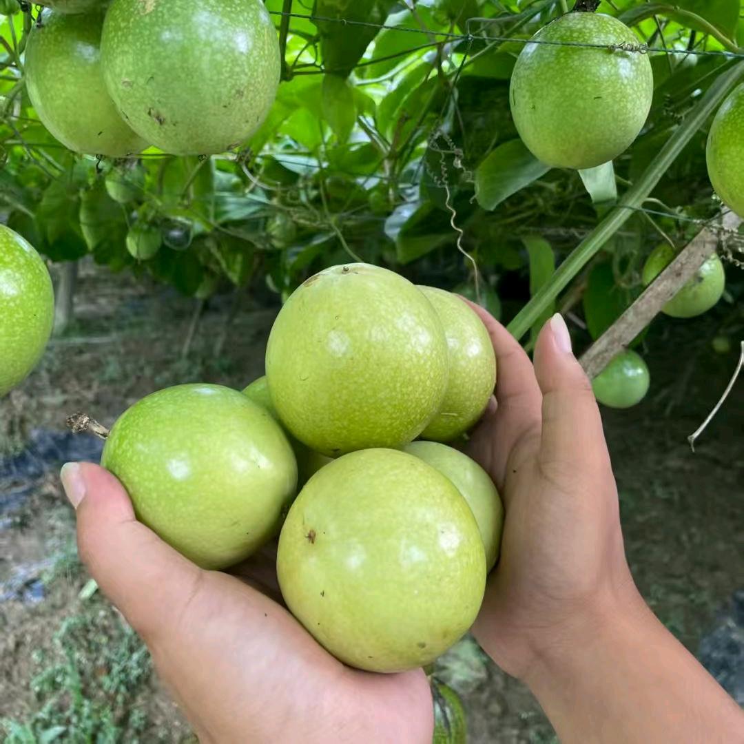 种植百香果小吴