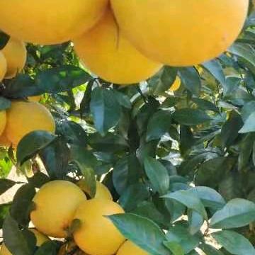 不是父母胜似父母