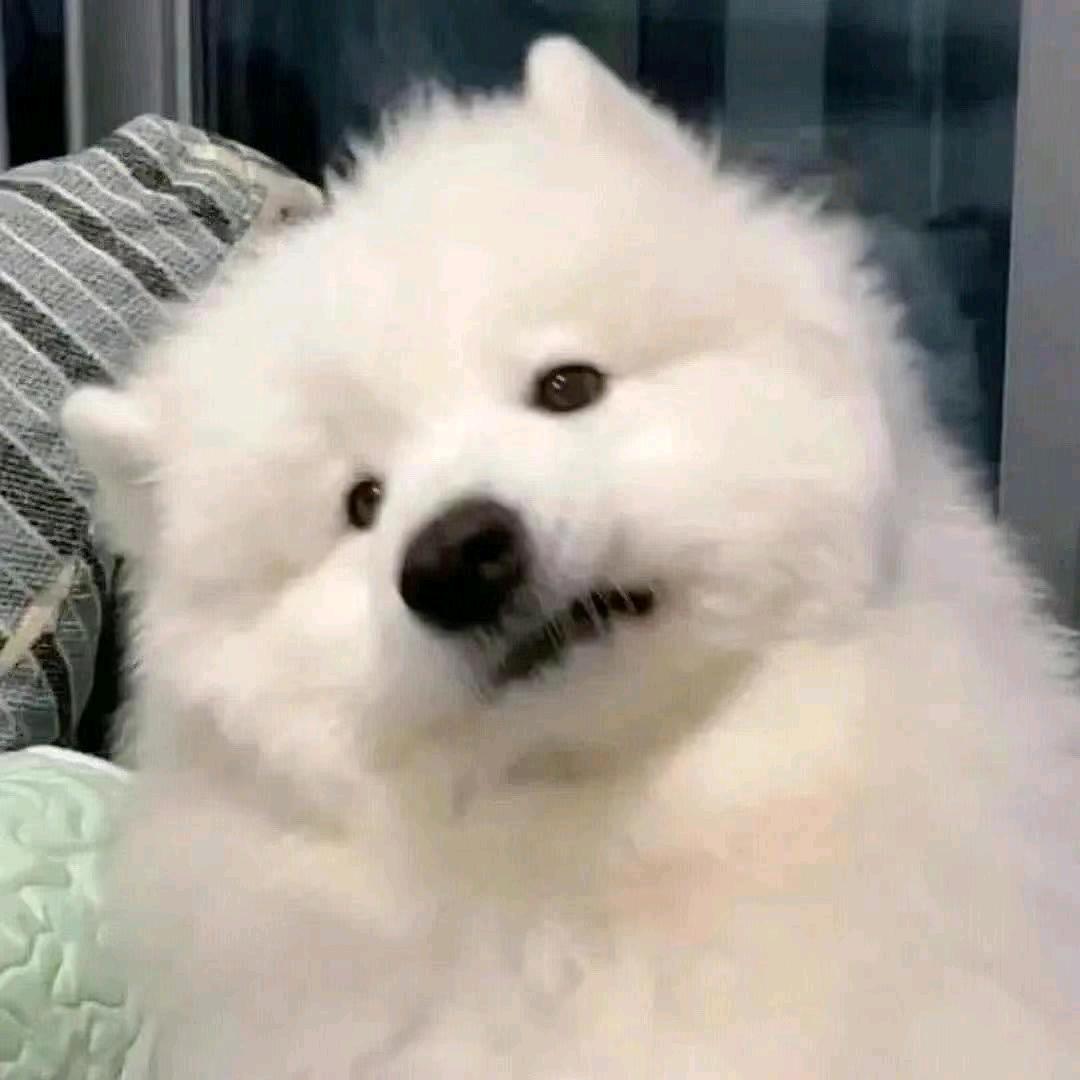 不知名潘
