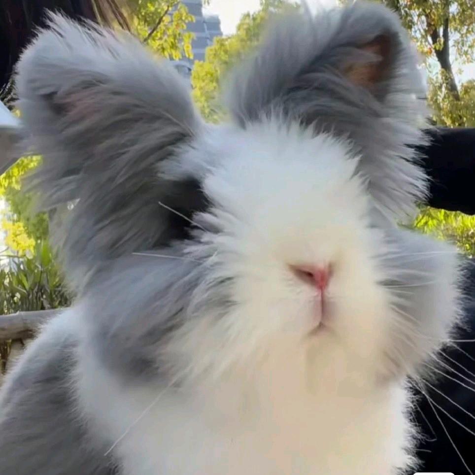yiyi猫猫兔🐰