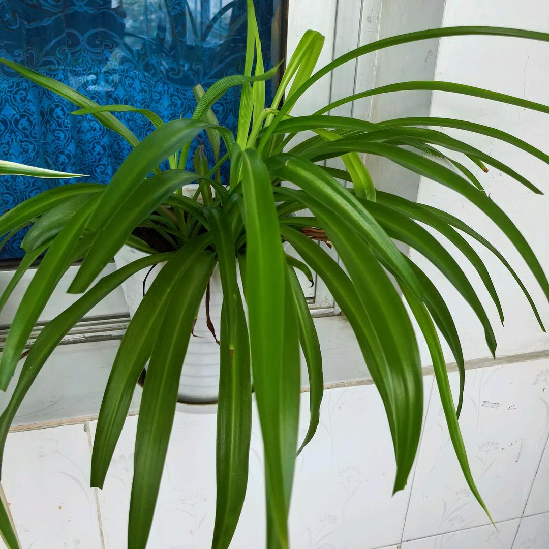 好运降玲