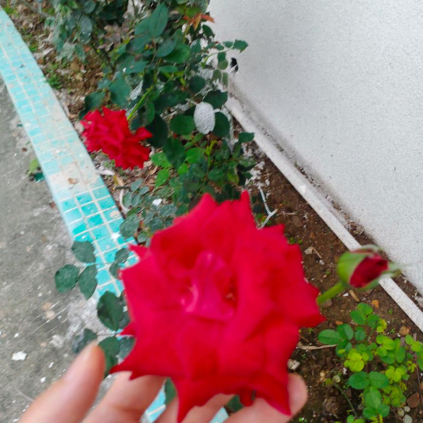 小龙女祥瑞头像