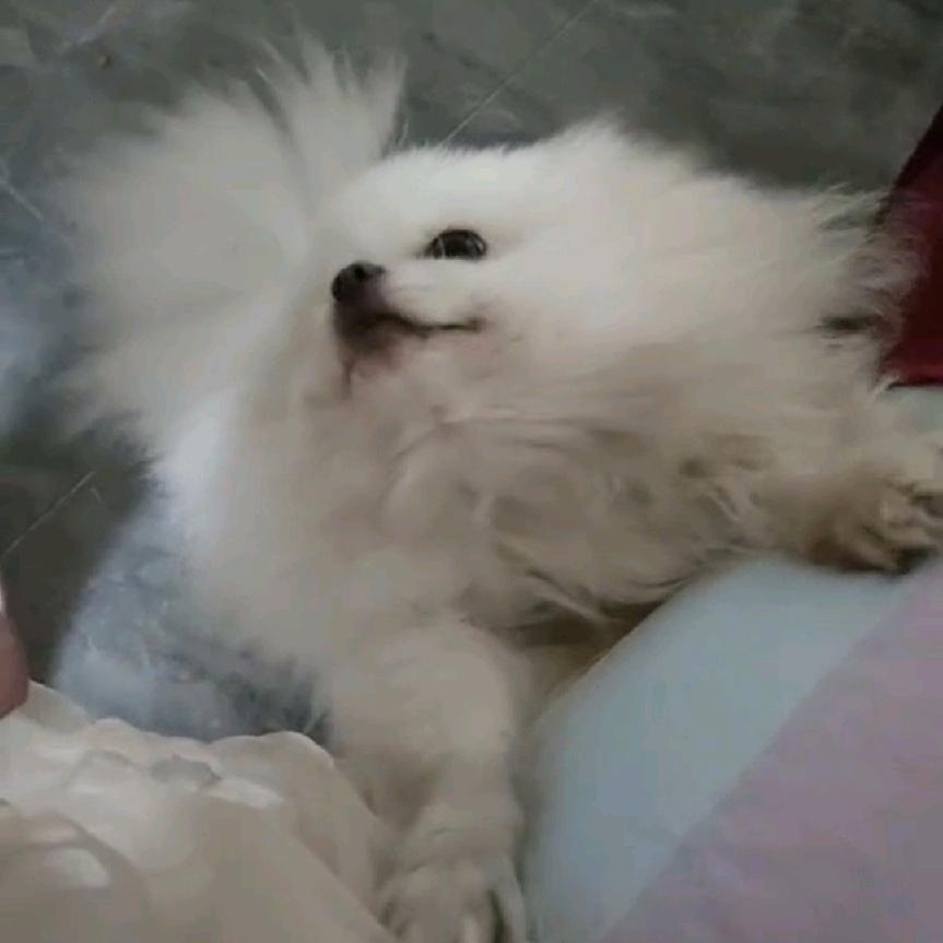 猫奴