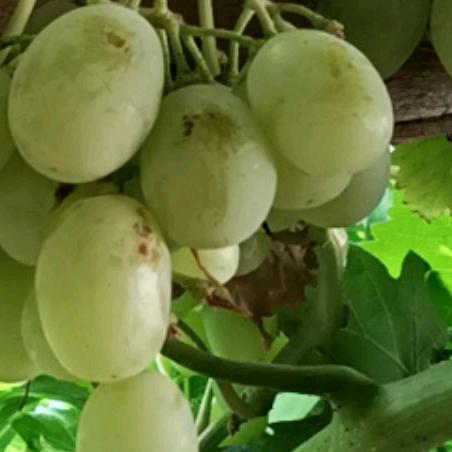 用户4小学生啊283726743737