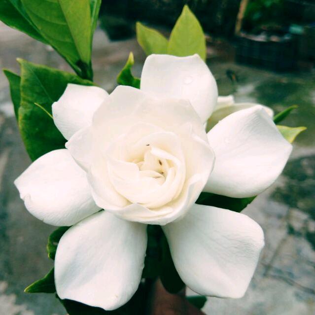 人生若只如初见