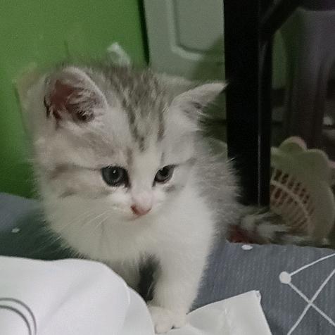 汤圆