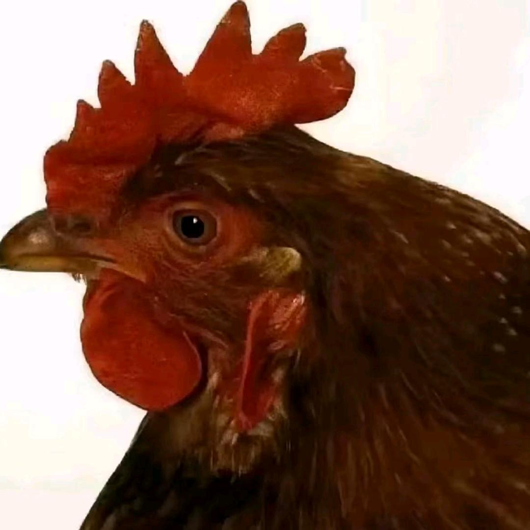 墨白不是墨白ovo（主页求赞版