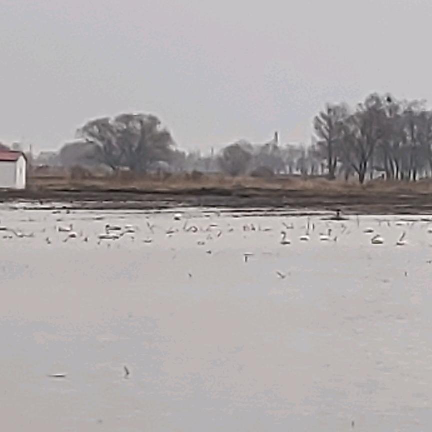 小呲花