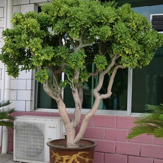 难得糊涂