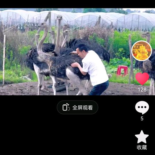 林哥。。鸵鸟。