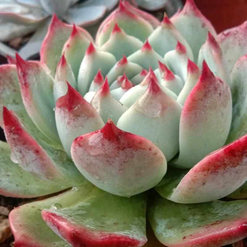 芒果爱多肉