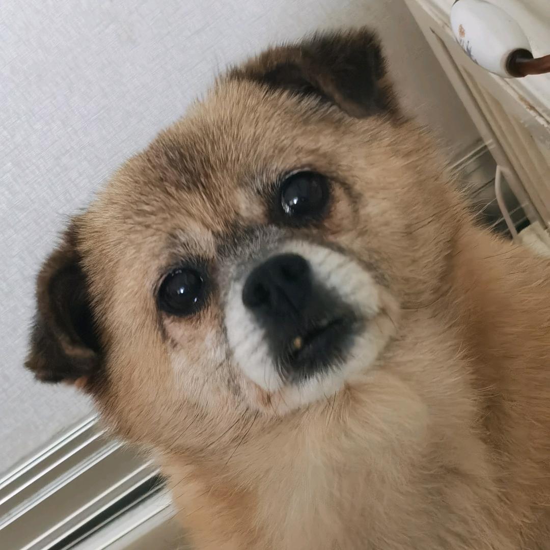 吉祥日记