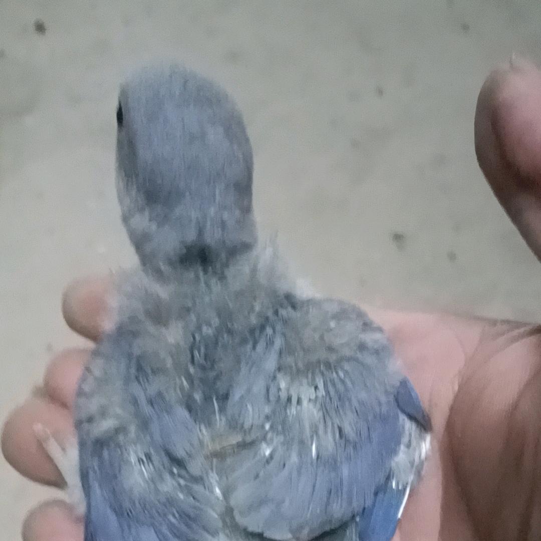 济宁大森林鹦鹉养殖
